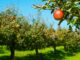 verger comment bien choisir ses jeunes plants