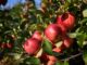 verger éclaircissage des fruits pour améliorer calibre et qualité