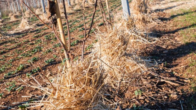 verger installer un paillage durable et efficace