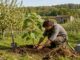planter pauwlonia